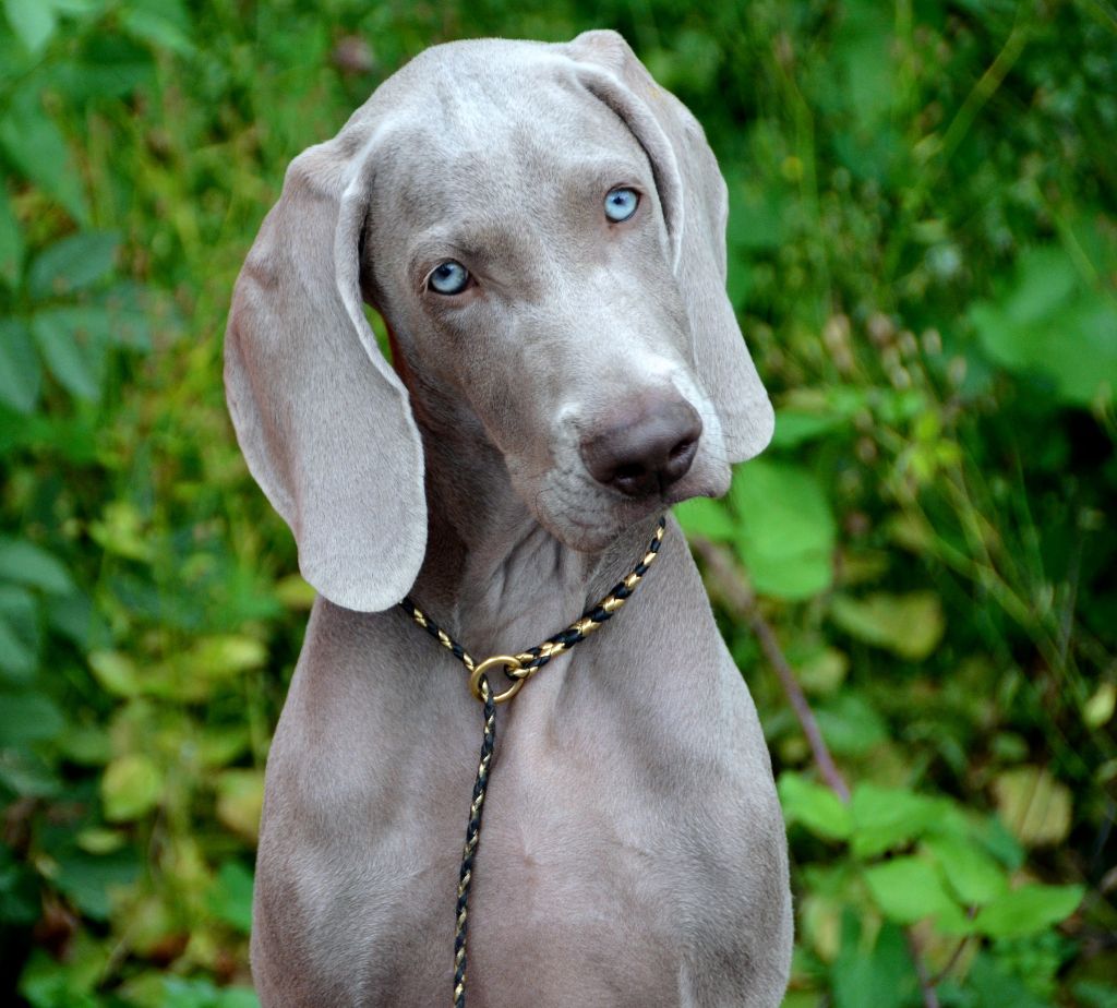 Syrah shah iii Gray Masterpiece